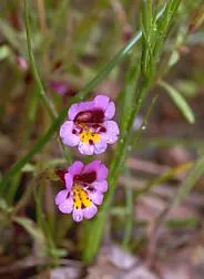 Slenderstem Monkeyflower — photo by Bureau of Land Management