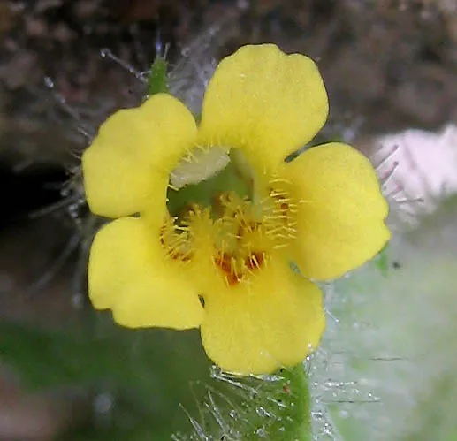 Manyflowered Monkeyflower — photo by Anthony Valois and the National Park Service