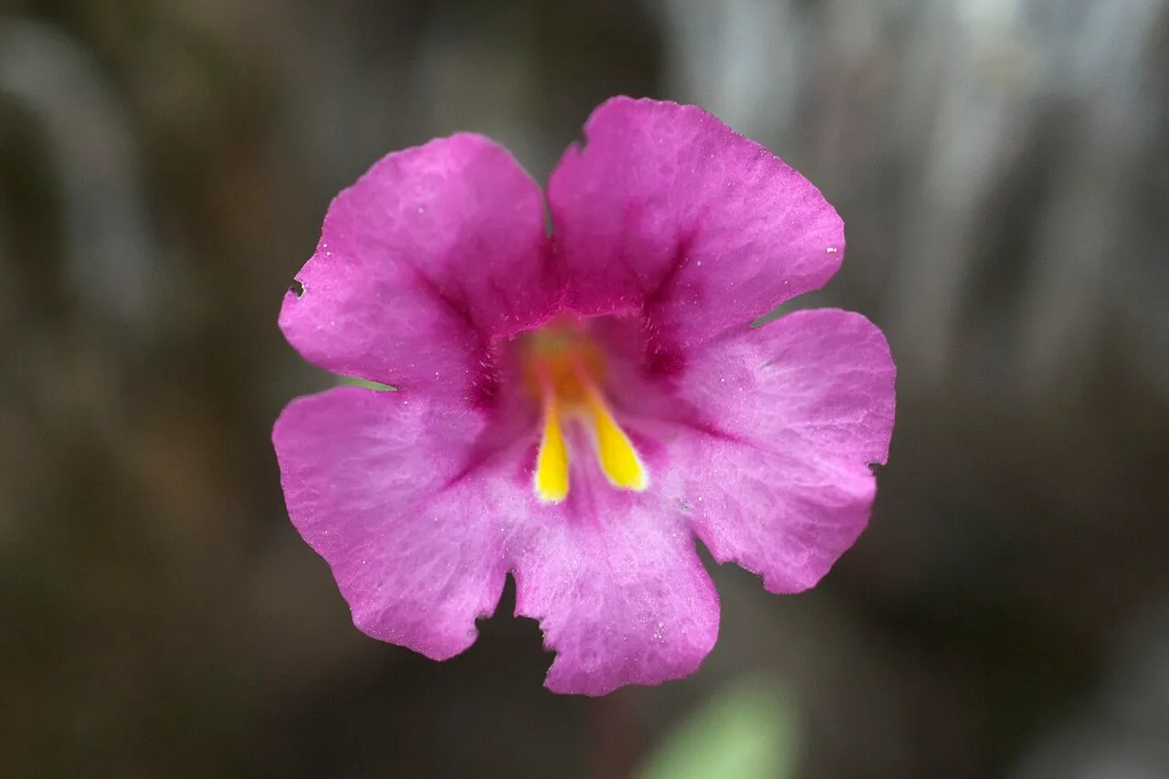 Fremont's Monkeyflower — photo by Eric in SF
