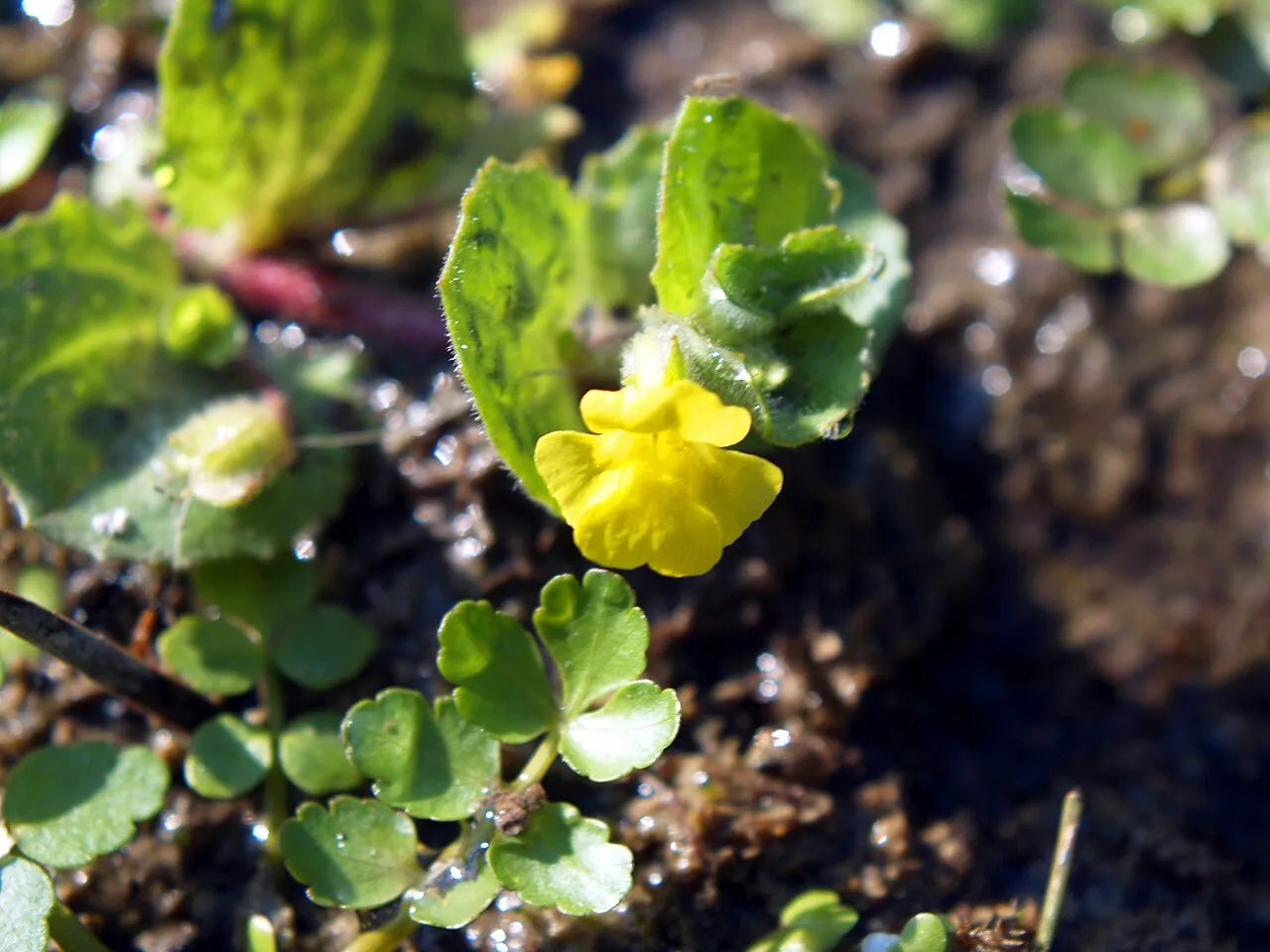 James' Monkeyflower (var. jamesii) — photo by Jim Pisarowicz