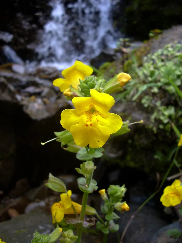 Seep Monkeyflower — photo by Christophermluna