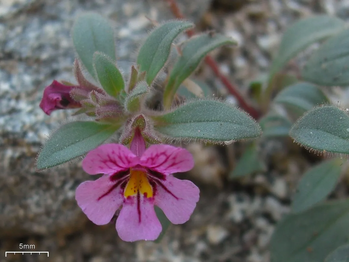Johnston's Monkeyflower — photo by Jason Hollinger