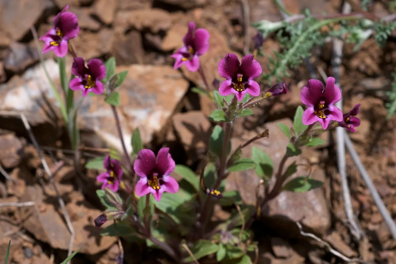 Kellogg's Monkeyflower — photo by Eric in SF