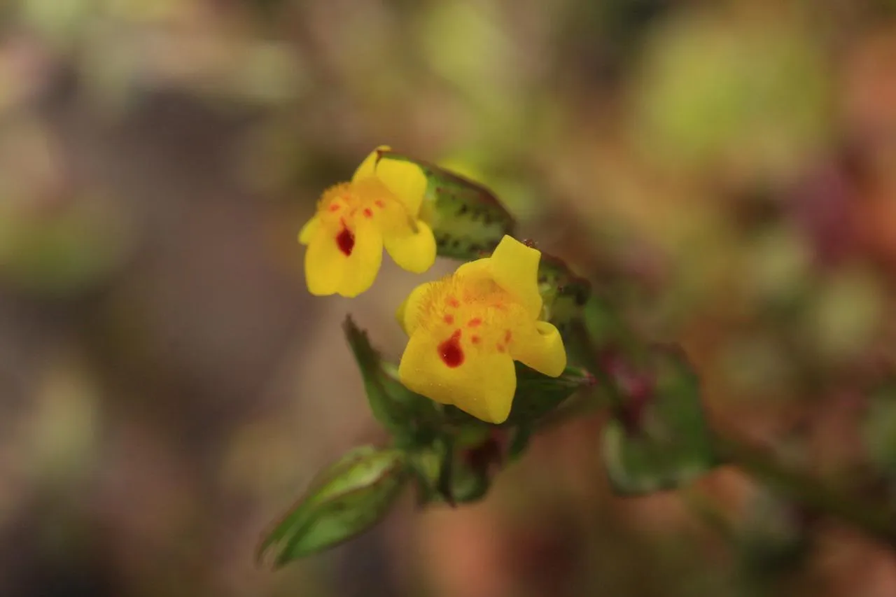 Cutleaf Monkeyflower — photo by Velo Steve