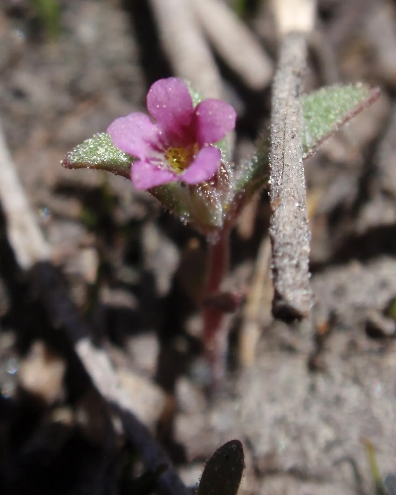 Slender Monkeyflower — photo by tomhilton