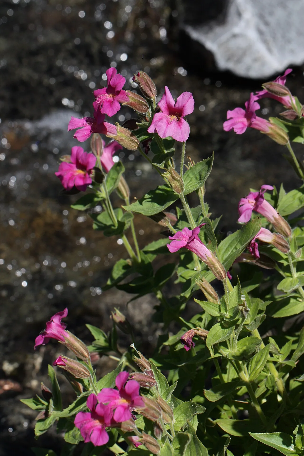 Purple Monkeyflower — photo by Walter Siegmund (talk)