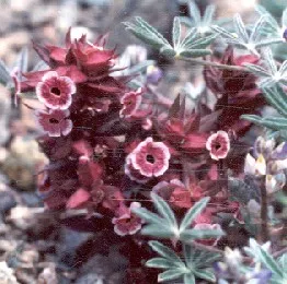 Mojave Monkeyflower — photo by BLM Photograph