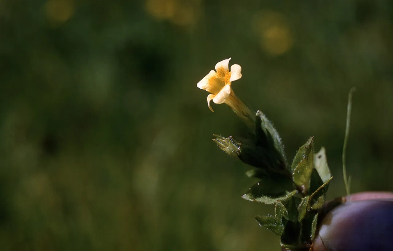 Muskflower — photo by Unknown author Unknown author