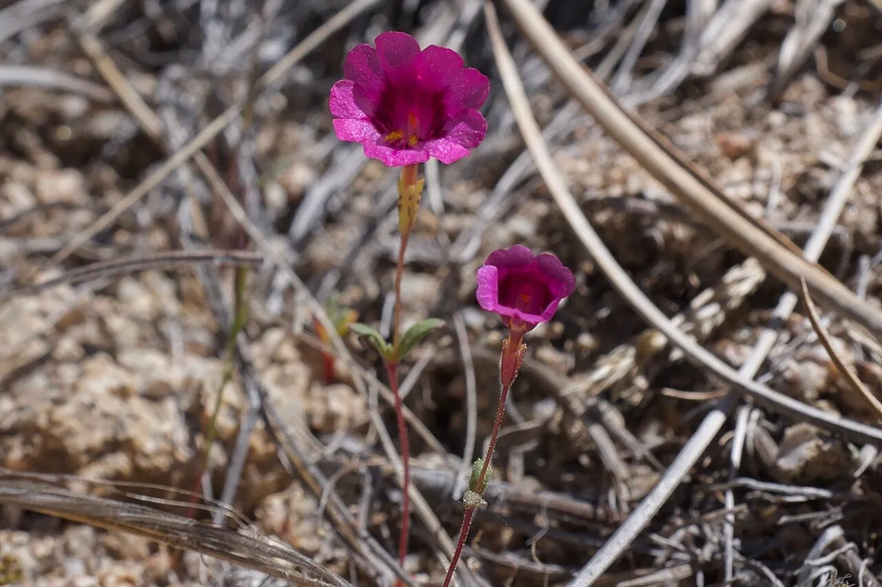 Palmer's Monkeyflower — photo by manzanita dictionary from Los Angeles, CA