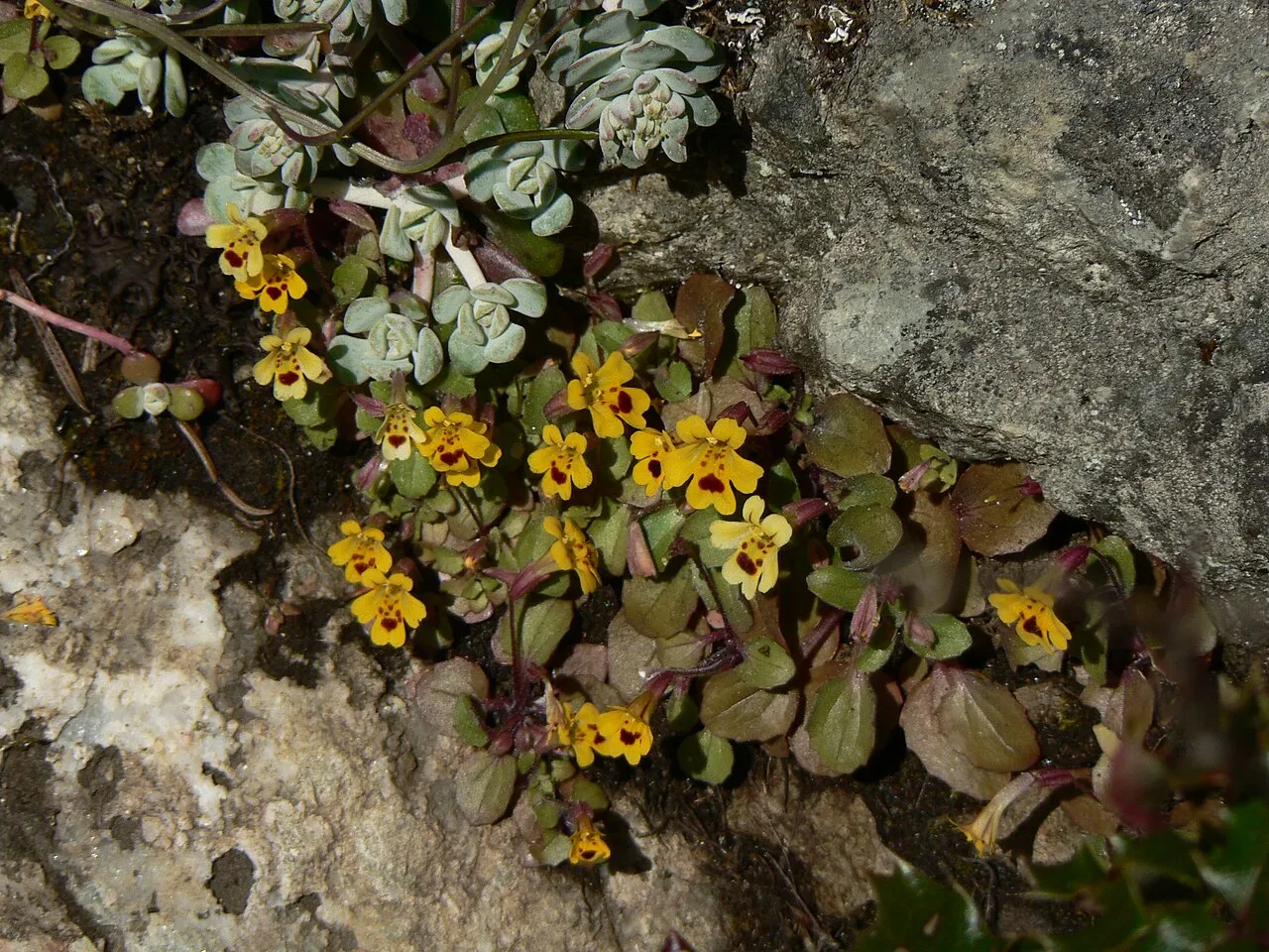 Primrose Monkeyflower — photo by Walter Siegmund (talk)