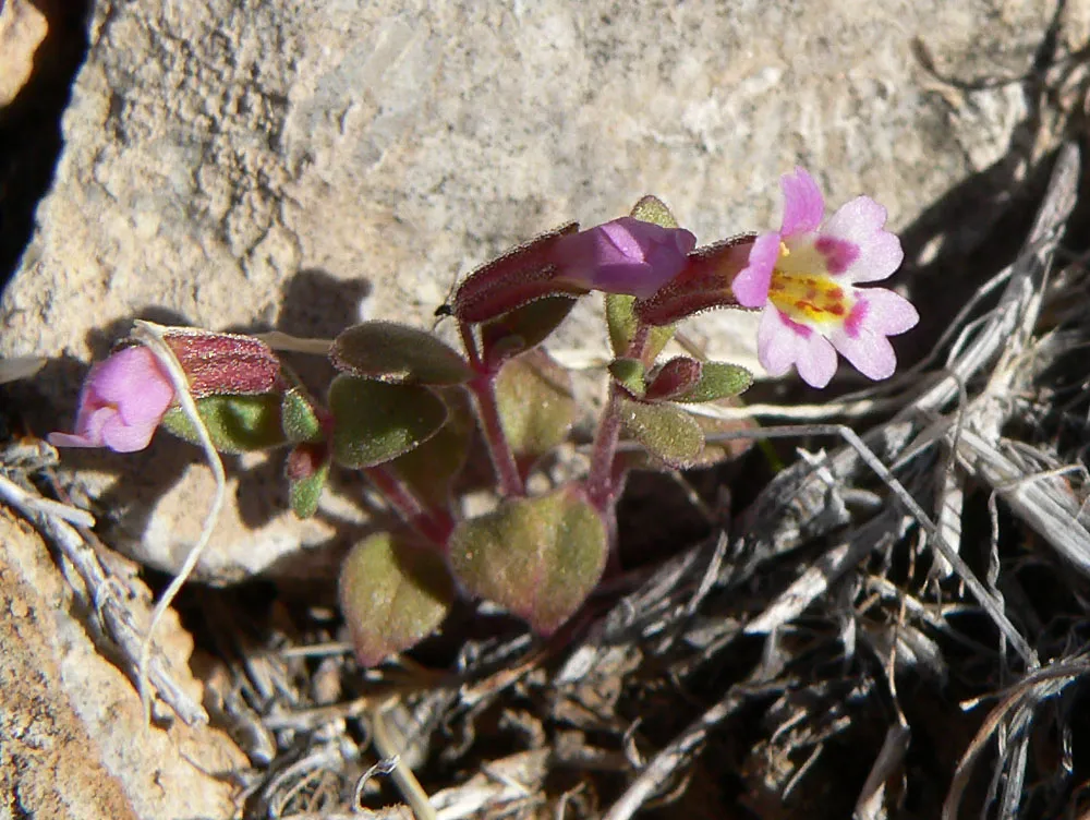 Little Redstem Monkeyflower — photo by Stan Shebs