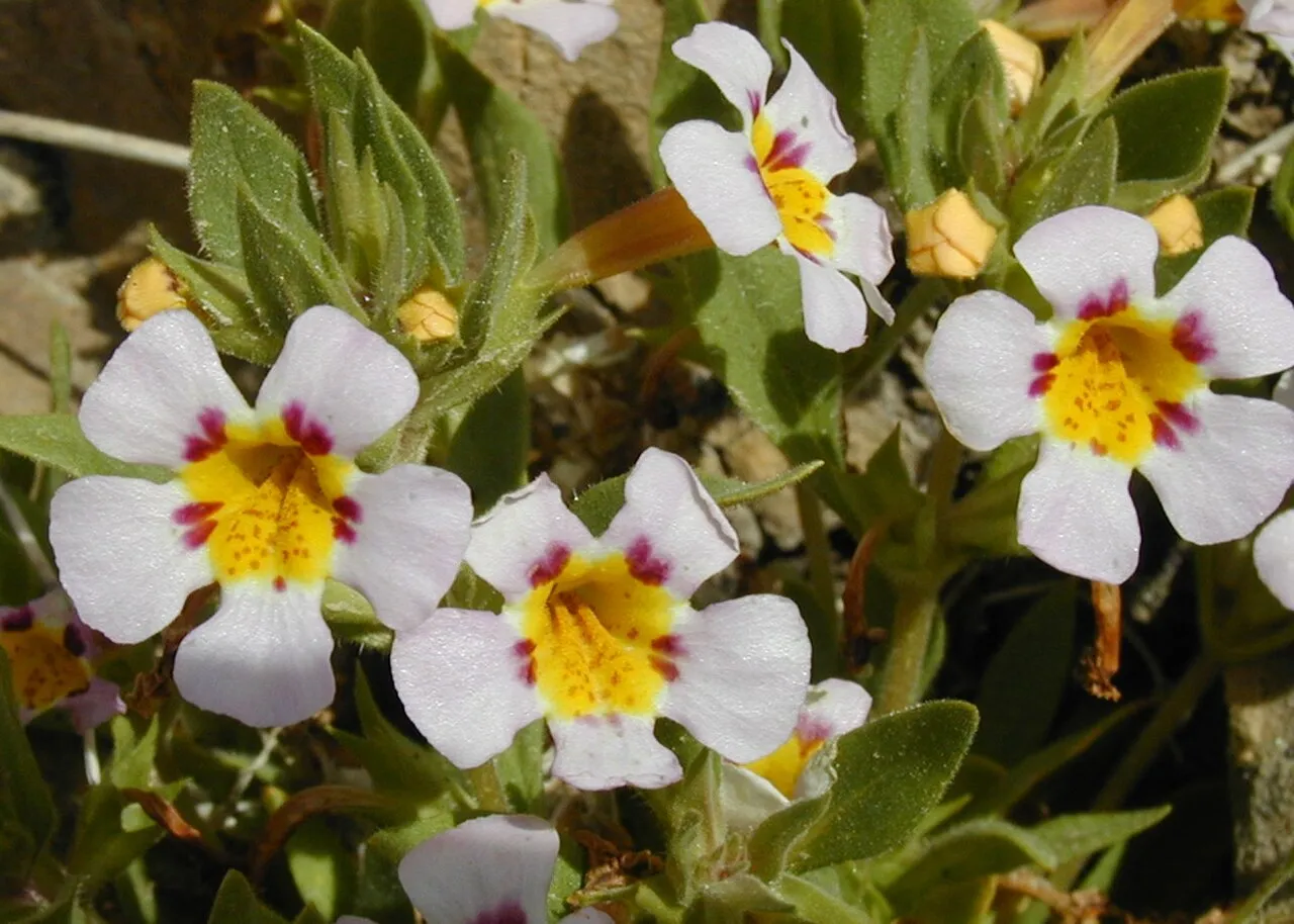 Death Valley Monkeyflower — photo by National Park Service