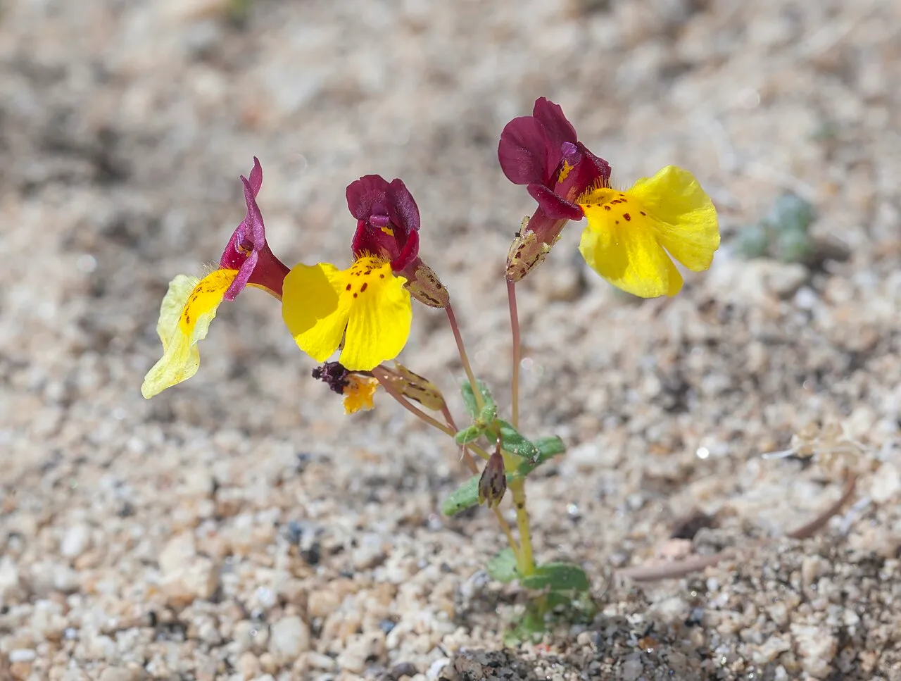 Kelso Creek Monkeyflower — photo by John Game