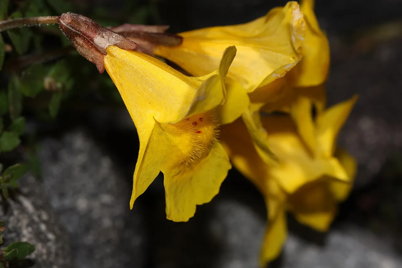 Tiling's Monkeyflower — photo by Walter Siegmund (talk)