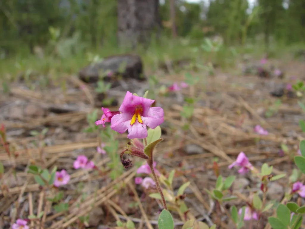 Torrey's Monkeyflower — photo by Merrie Freed