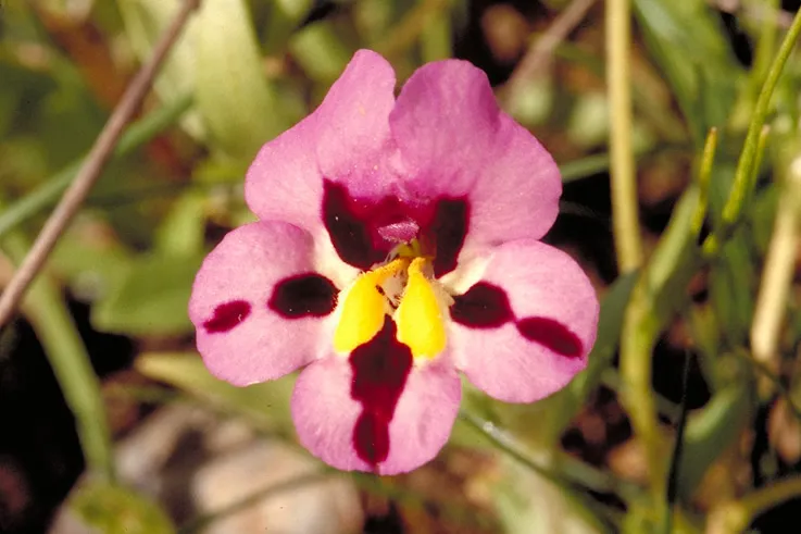 Tricolor Monkeyflower — photo by Steve Schoenig