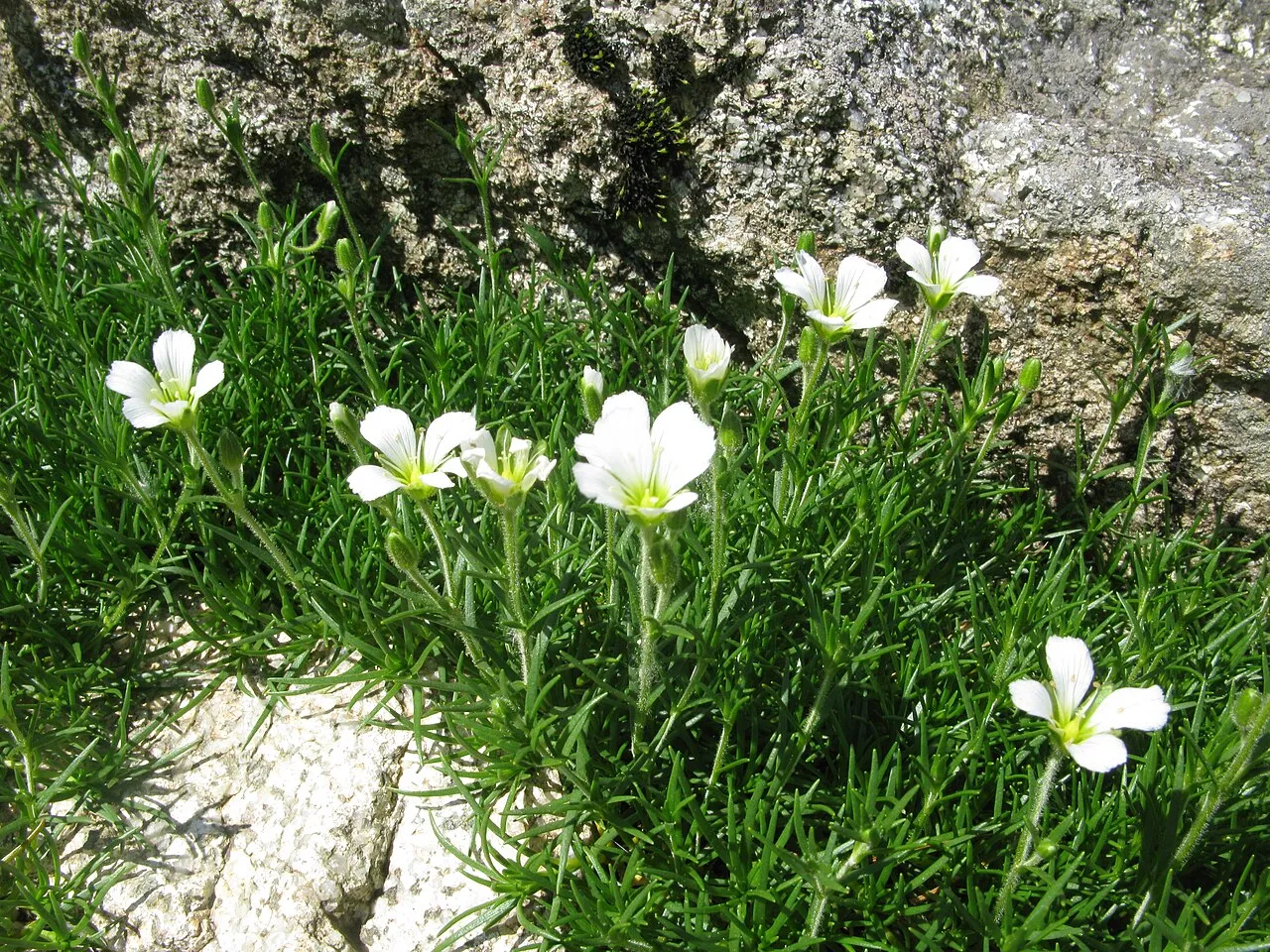 Arctic Stitchwort