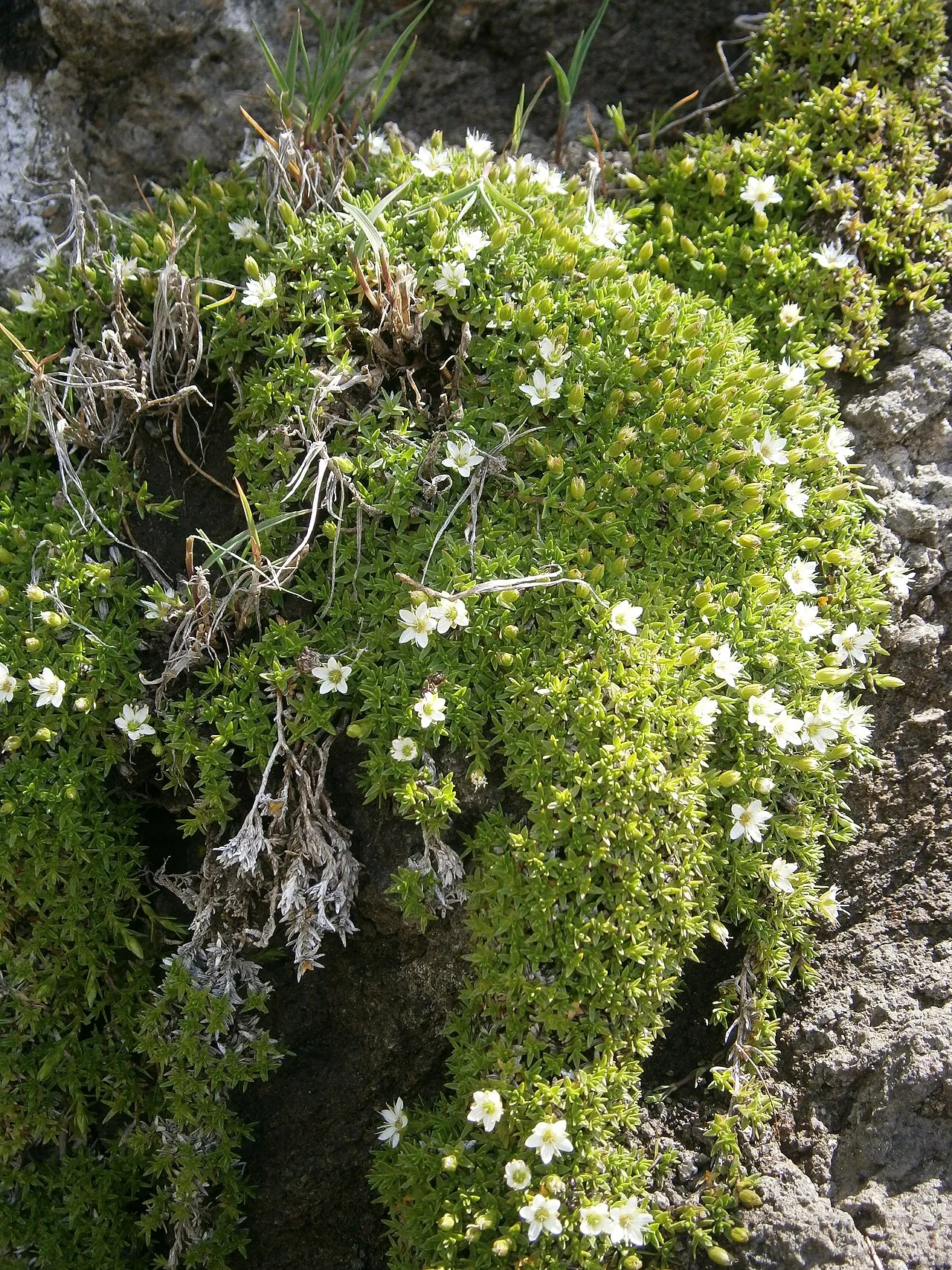 Mountain Stitchwort — photo by Meneerke bloem
