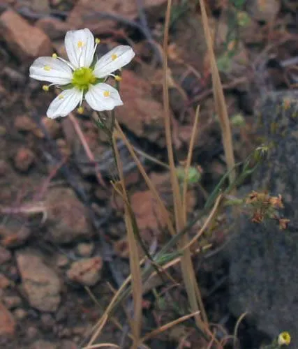 Douglas' Stitchwort — photo by Unknown author Unknown author