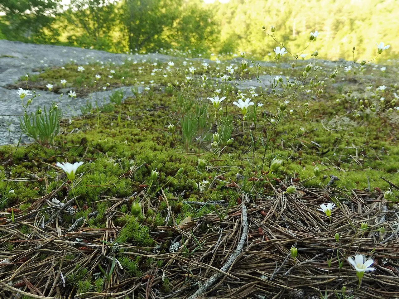 Appalachian Stitchwort