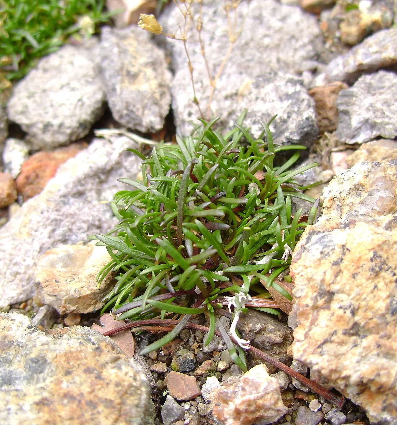Greenland Stitchwort — photo by André-Philippe Drapeau Picard