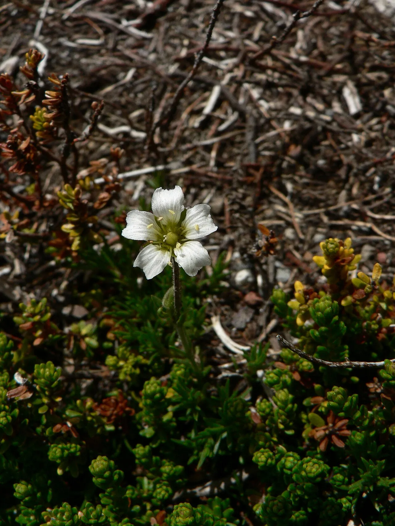 Twinflower Sandwort — photo by Walter Siegmund