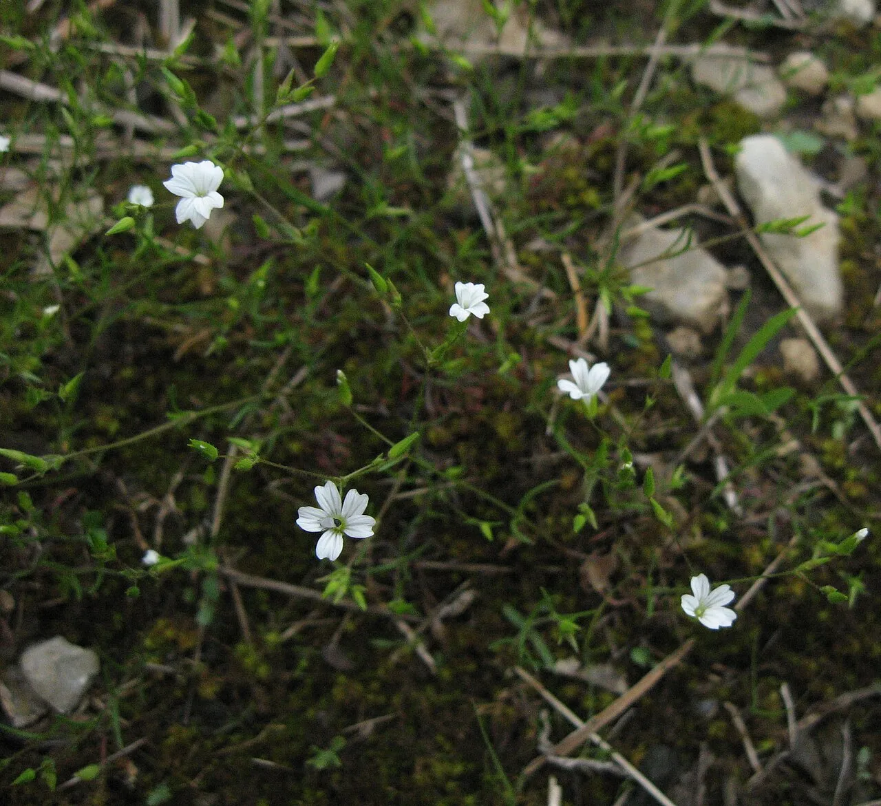 Pitcher's Stitchwort — photo by Mason Brock ( Masebrock )