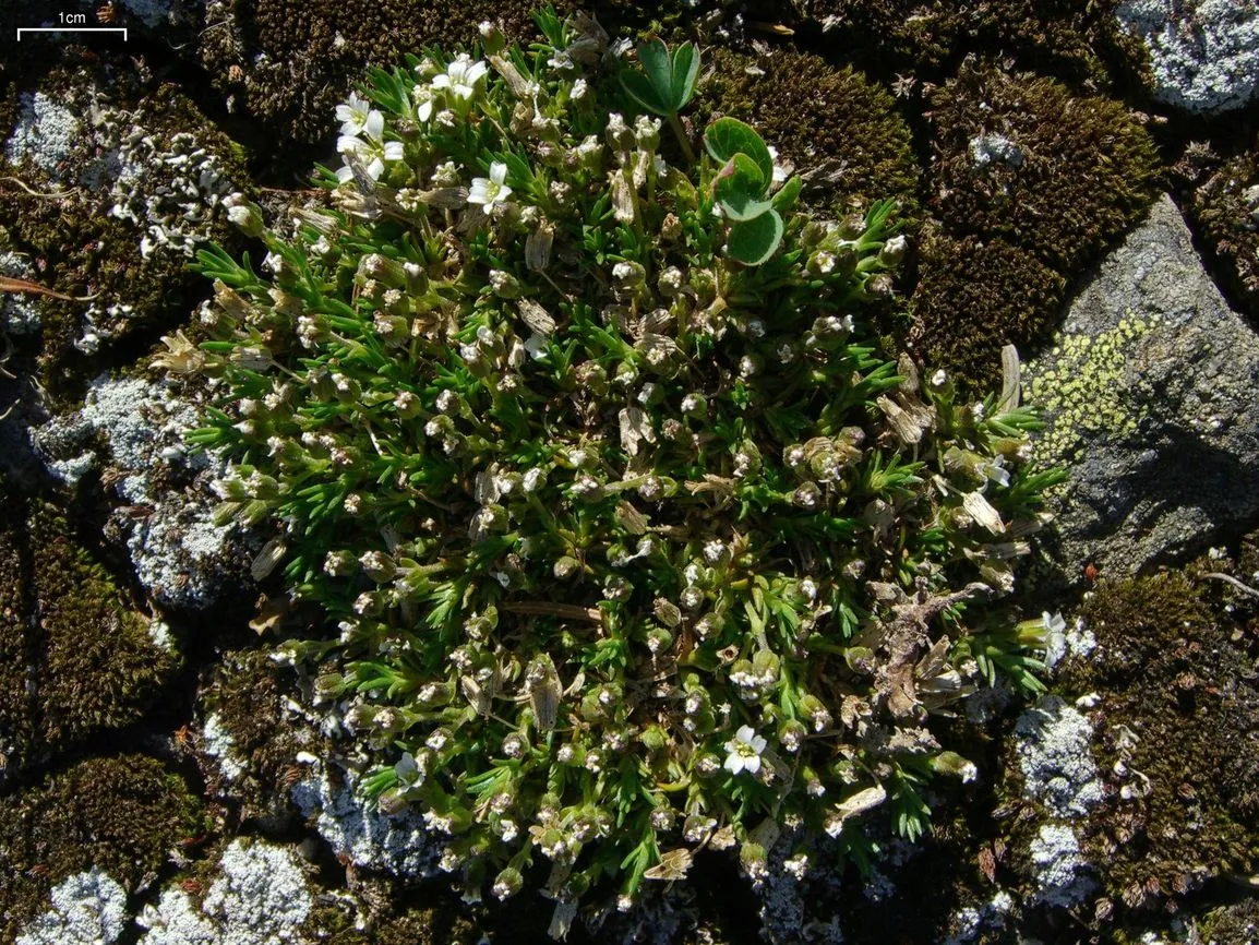 Ross' Sandwort — photo by pellaea