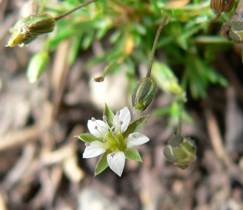 Beautiful Sandwort