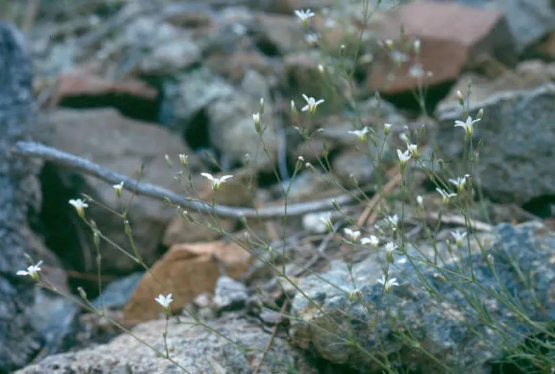Stolon Sandwort