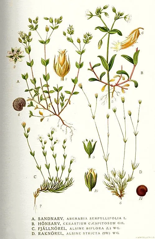 Bog Stitchwort