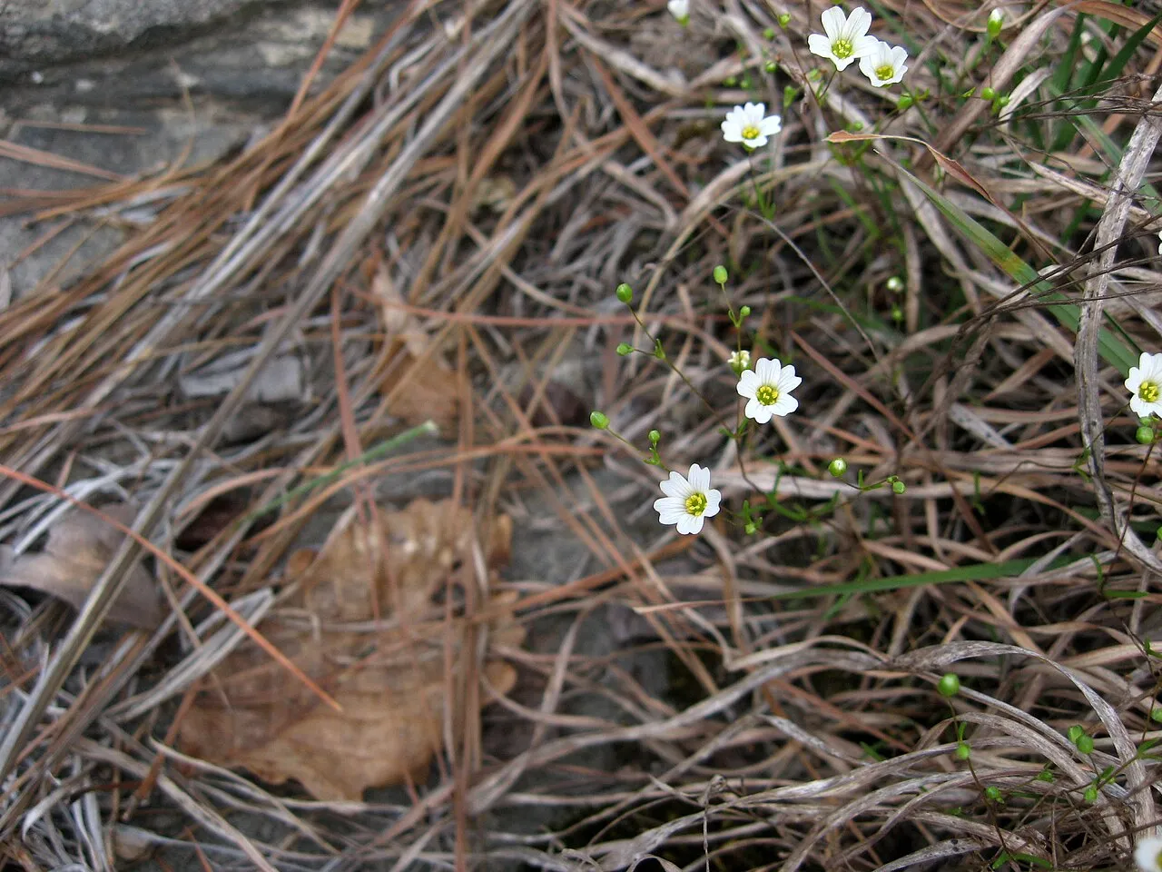 Oneflower Stitchwort — photo by Mason Brock ( Masebrock )