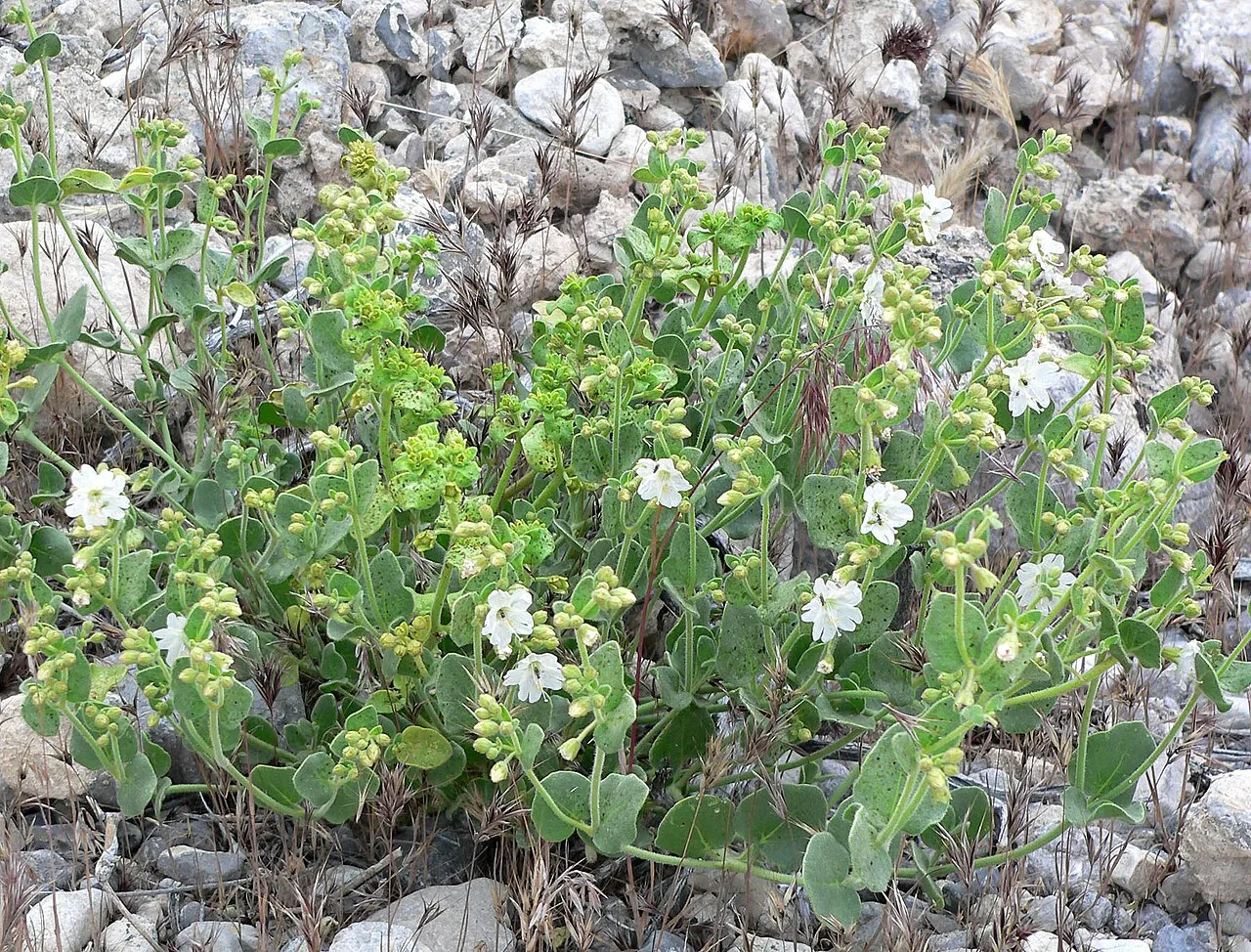 Wishbone-bush (var. villosa) — photo by Stan Shebs