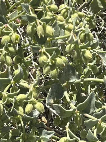 Desert Wishbone-bush