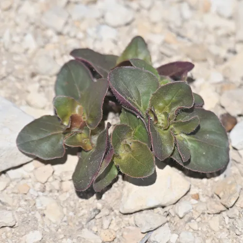 Roundleaf Four O'clock — photo by David Martin