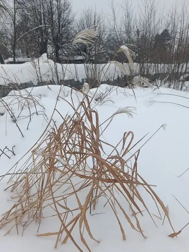 Amur Silvergrass