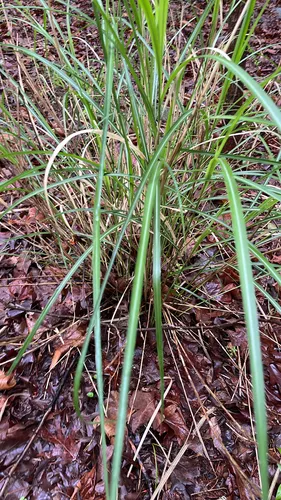 Chinese Silvergrass