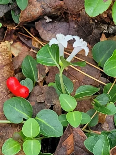 Partridgeberry — photo by charolais