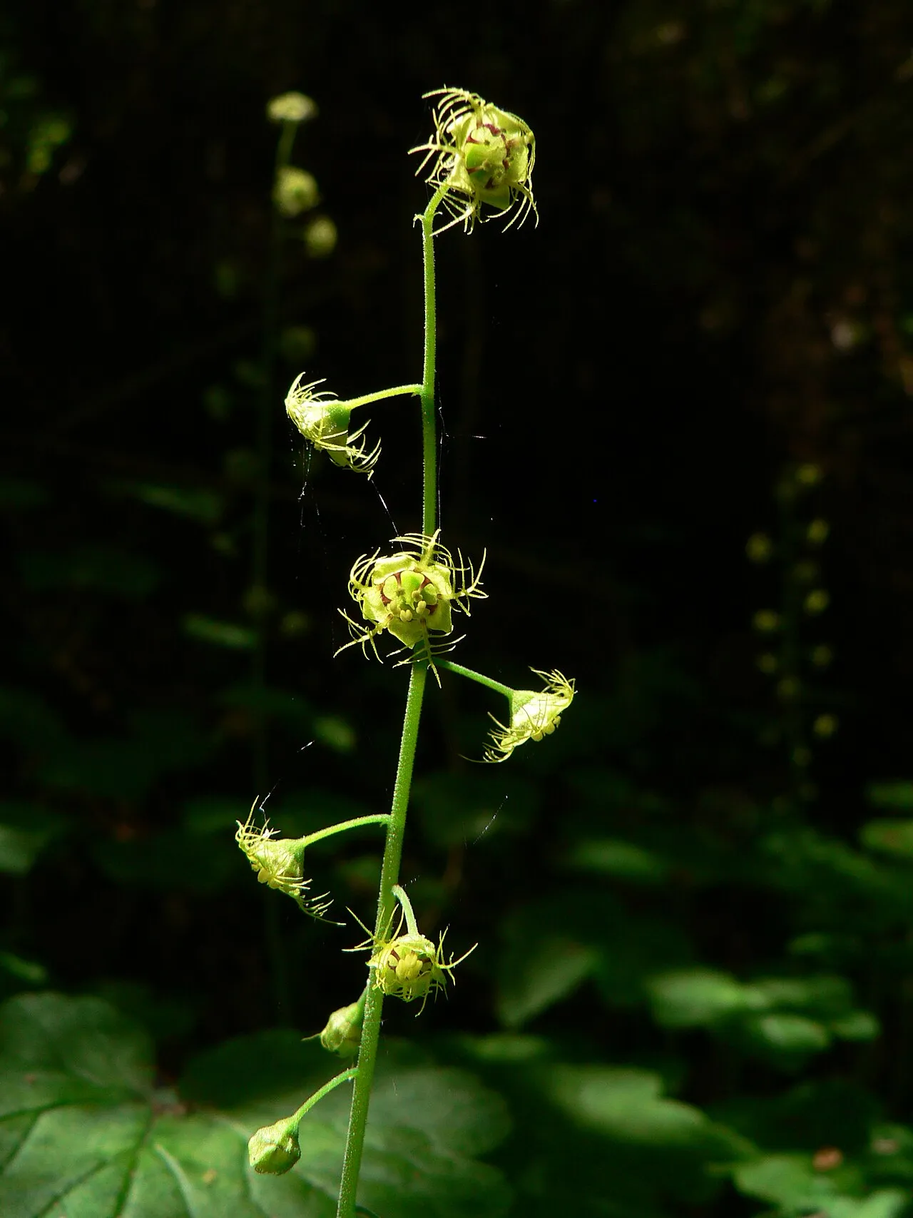 Slightstemmed Miterwort — photo by Walter Siegmund