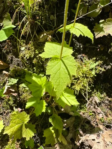 Twoleaf Miterwort — photo by mitchoutdoors