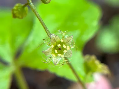 Naked Miterwort