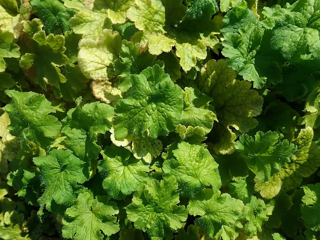 Coastal Miterwort