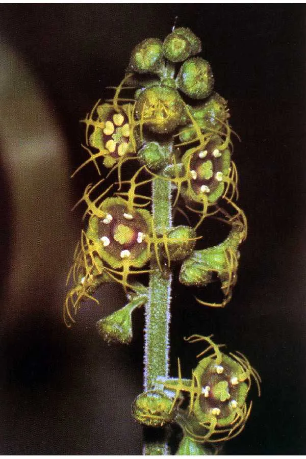 Fivestamen Miterwort — photo by W. Carl Taylor