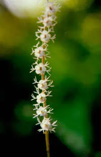 Smallflower Miterwort — photo by Unknown author Unknown author