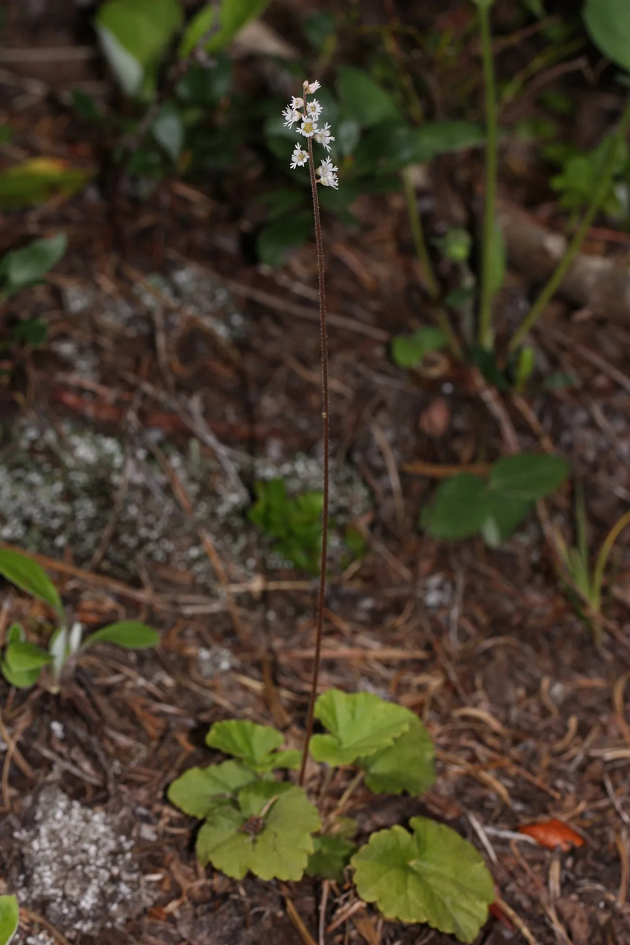 Threeparted Miterwort (var. violacea) — photo by Walter Siegmund (talk)