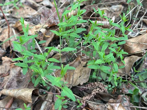 Bluntleaf Sandwort
