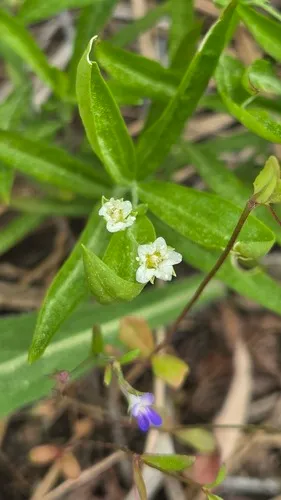 Largeleaf Sandwort — photo by Stacey N Gingras