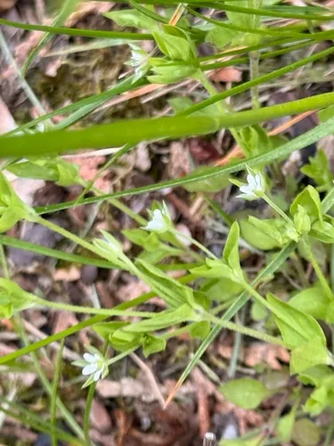 Apetalous Sandwort