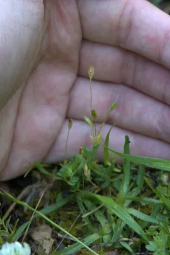 Upright Chickweed — photo by Cesare Sandri