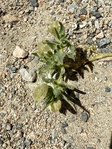 Ghost Flower
